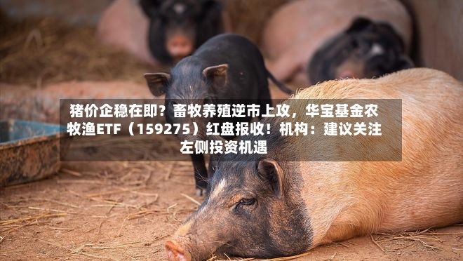 猪价企稳在即？畜牧养殖逆市上攻，华宝基金农牧渔ETF（159275）红盘报收！机构：建议关注左侧投资机遇-第3张图片