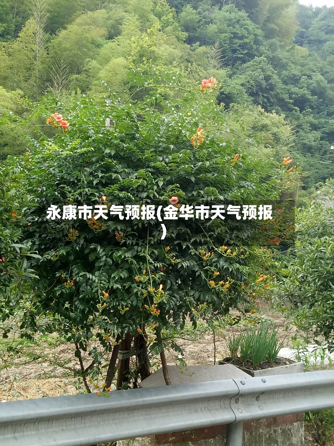 永康市天气预报(金华市天气预报)
